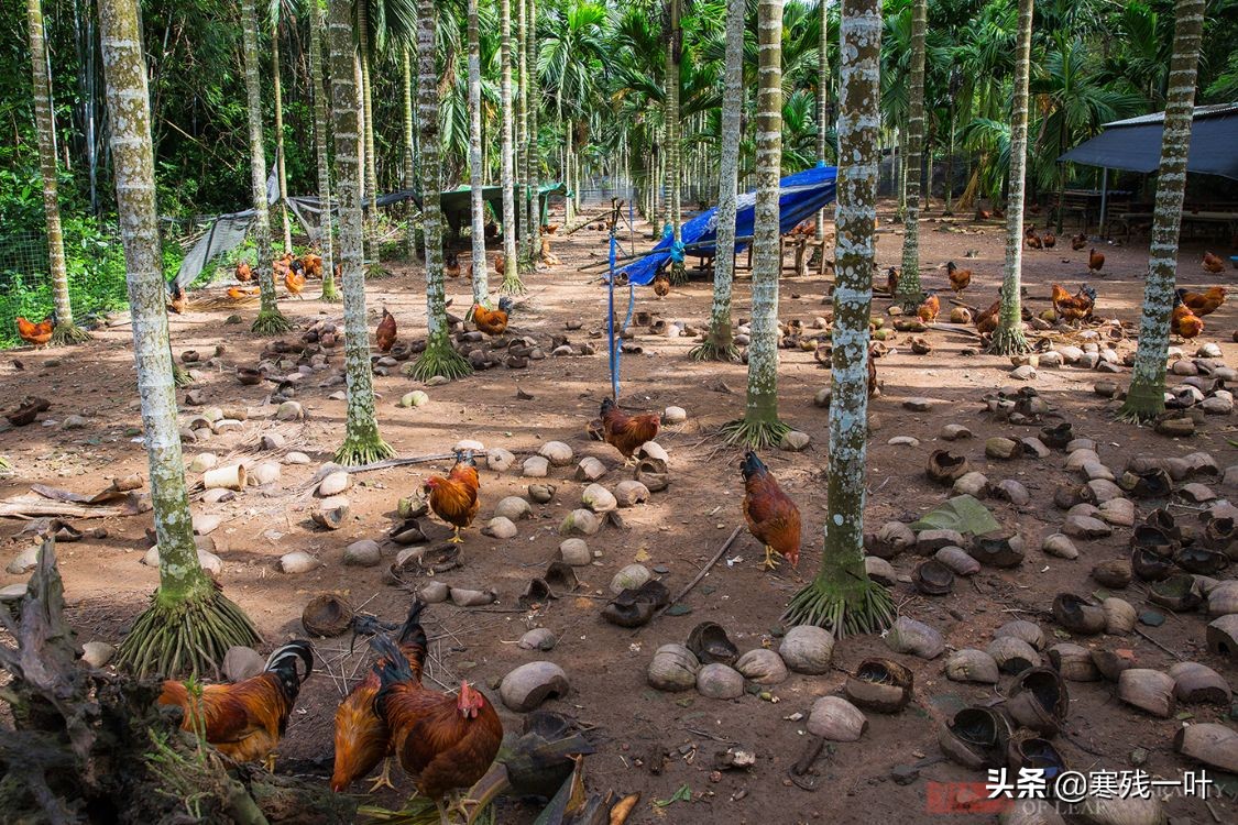 正宗海南文昌鸡,海南正宗文昌鸡吃什么长大的