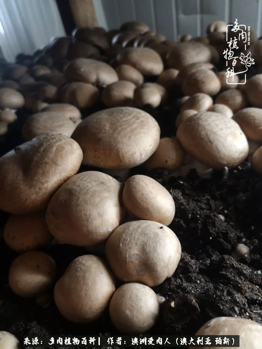 采蘑菇的小姑娘，“转行”来把多肉养