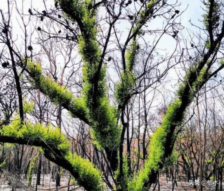 桉树为什么叫畜生桉,桉树为什么会被骂