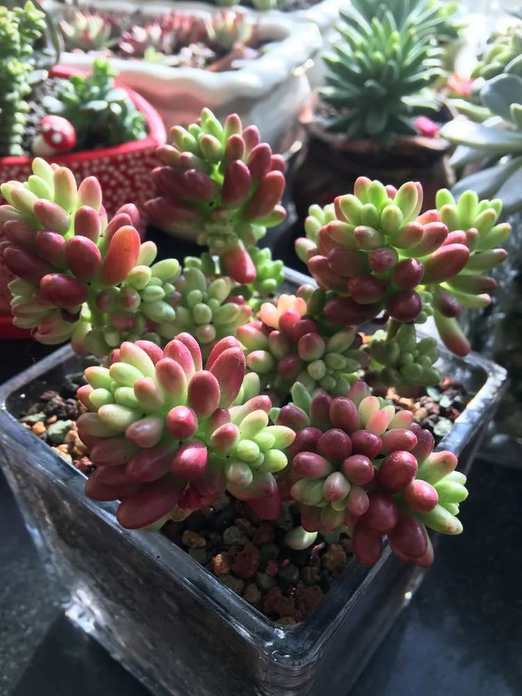 2021牛转乾坤砥砺前行,2021年牛转乾坤时来运转