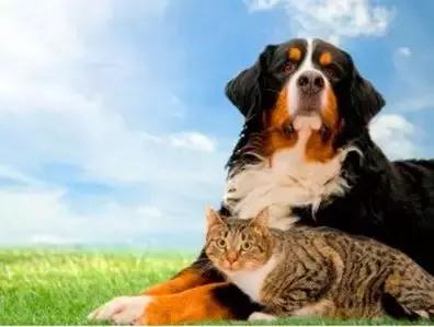 深度学习图灵架构和帕斯卡,图灵奖得主本科