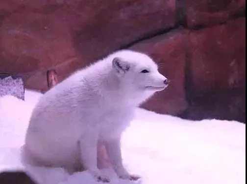 2022西安华夏文旅免费门票预约,西安曲江和华夏哪个海洋公园好