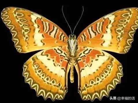 6月到了，送你6花6蝶6鸟6景6曲6诗，这月顺顺利利。