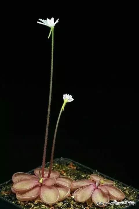 从未见到的怪花,从没见过的奇花