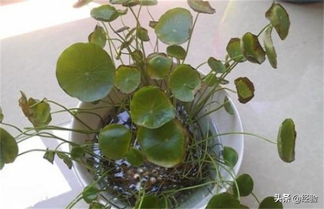 金钱草叶子变黄是什么原因,金钱草的叶子变黄枯萎是怎么回事