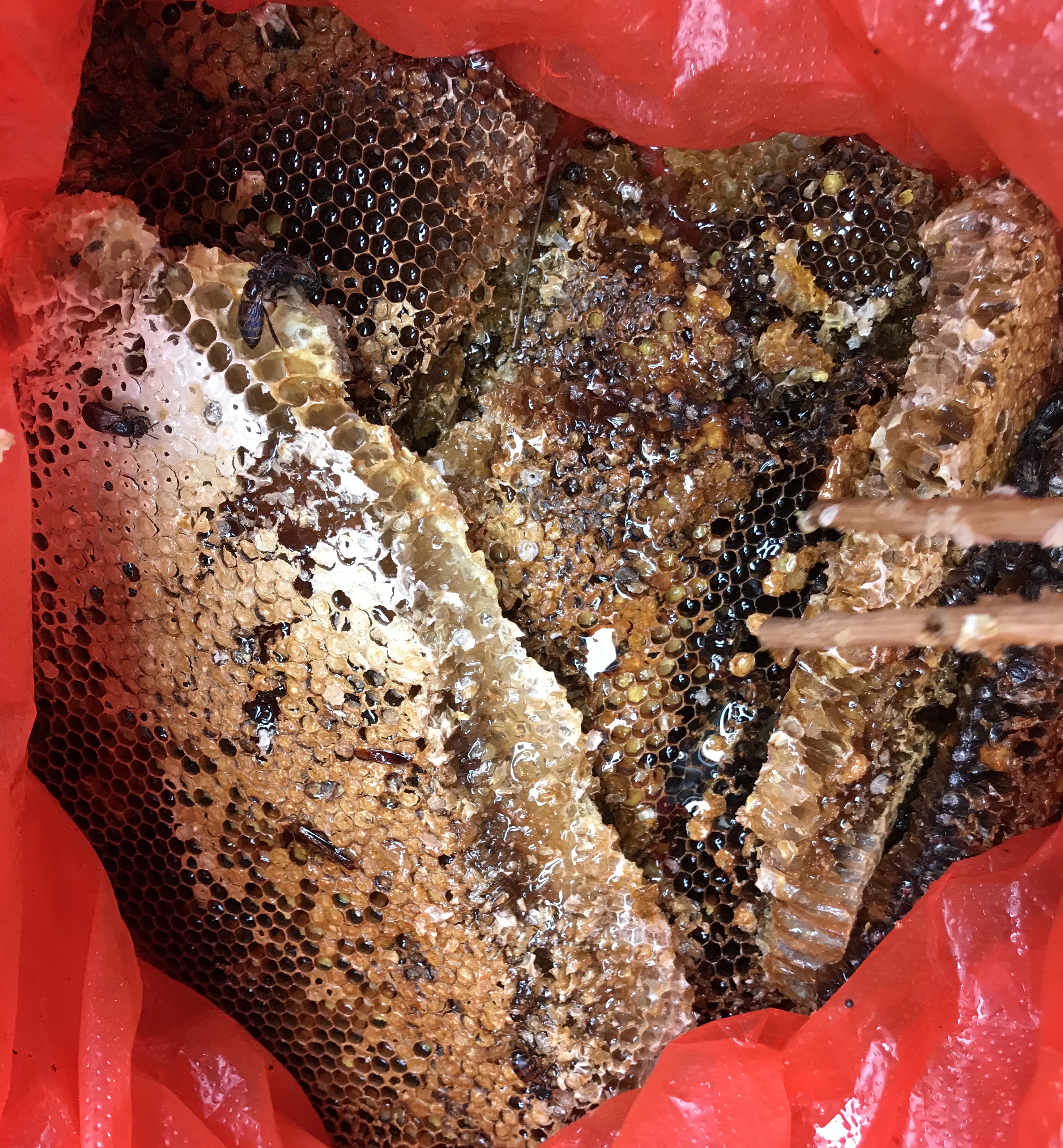 真正的野生石蜂蜜,野生蜂蜜采摘现场视频