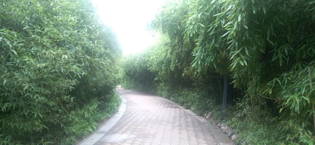 映日荷花别样红湖中美景,莲叶无穷碧映日荷花别样红美景