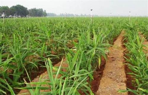 露天地膜栽培生姜出苗注意哪些,6米生姜大棚栽培技术视频教程