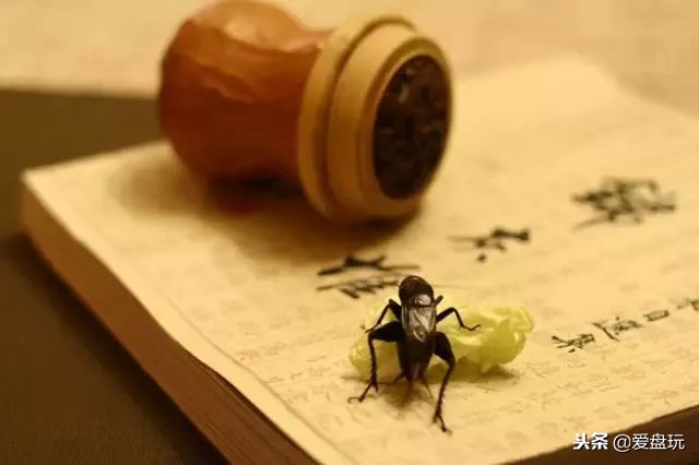 鸣虫之油葫芦和蝈蝈,蝈蝈蟋蟀油葫芦三大鸣虫叫声