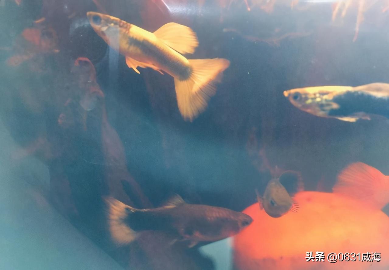 孔雀鱼一关灯就跳缸,母孔雀鱼一到晚上跳缸