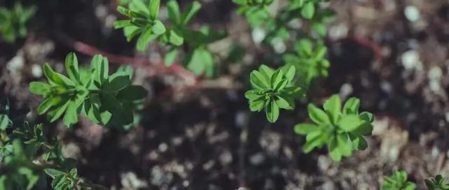 灏忓鐢熺妞嶈懌鑺︾殑鎰熸偀,绉嶈懌鑺︾殑鏁欏鐩爣