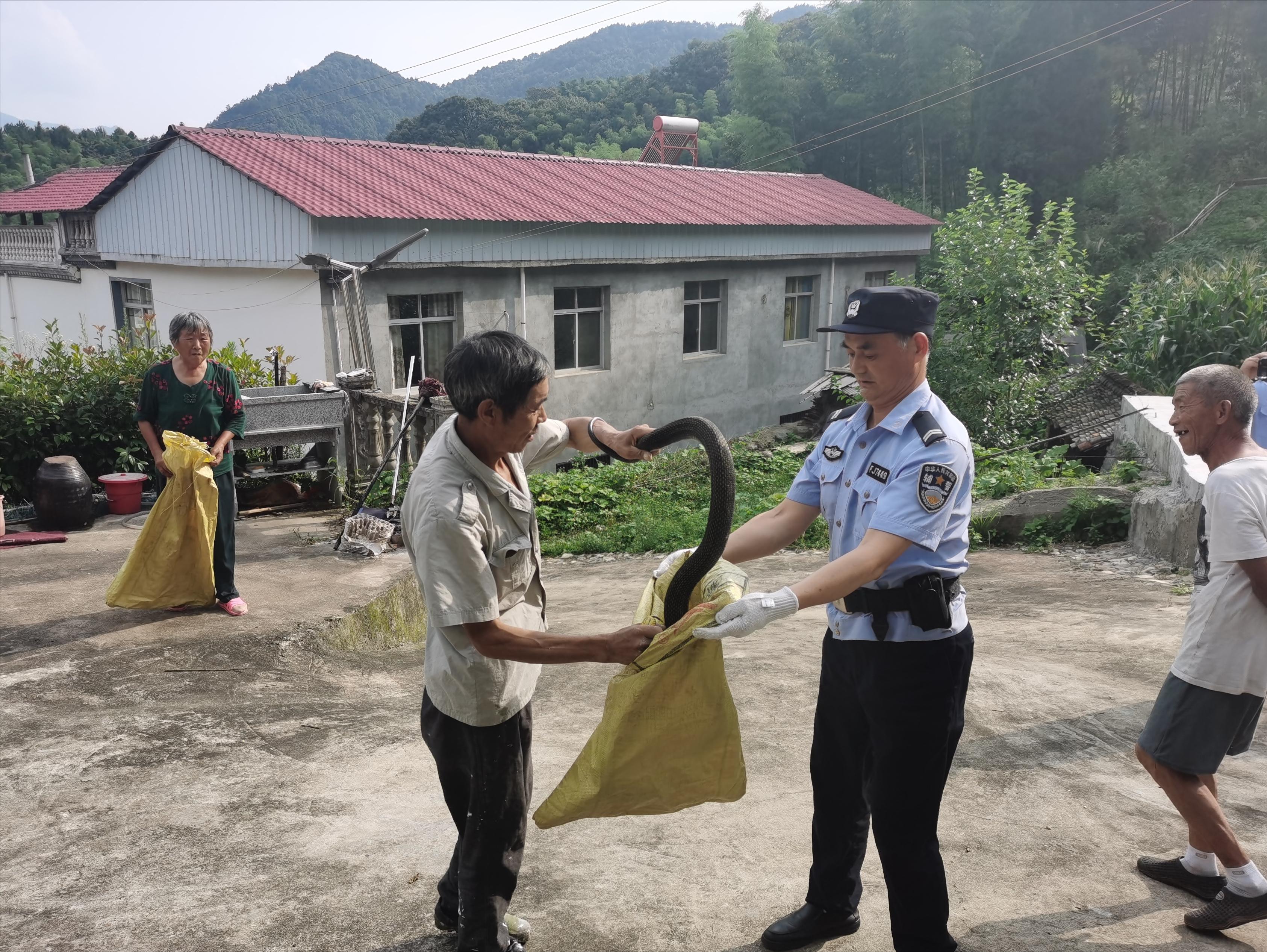 王锦蛇捕猎,王锦蛇捕食画面