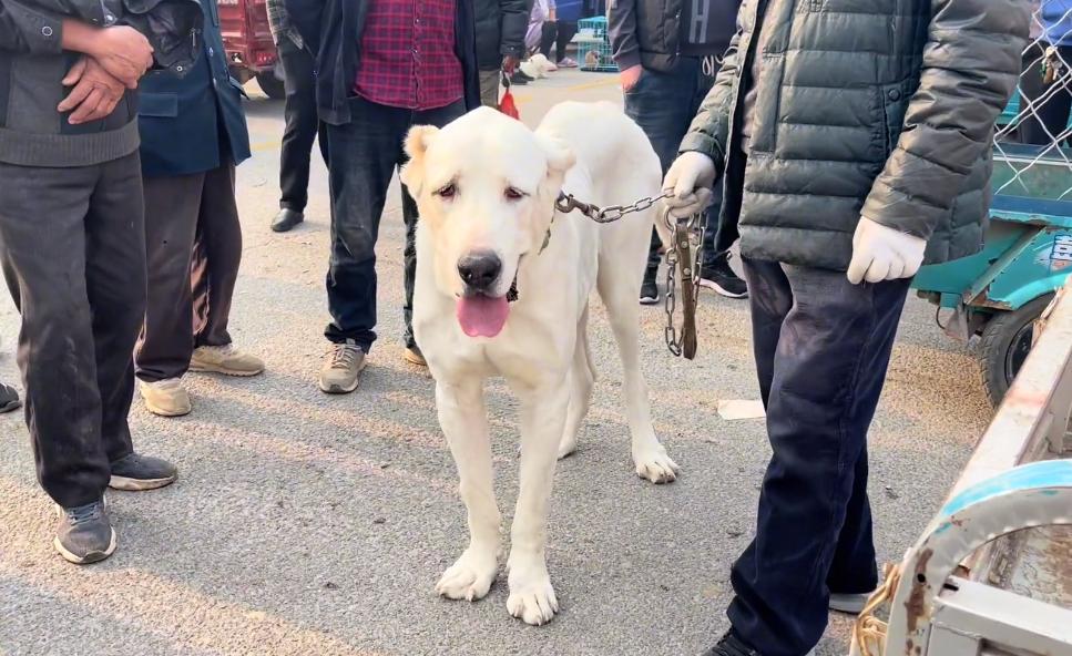 鐙楀競200澶氭枻鐨勪腑浜氱墽缇婄姮瑙嗛,200澶氭枻鐨勪腑浜氱墽缇婄姮鏉ュ埌鐙楀競