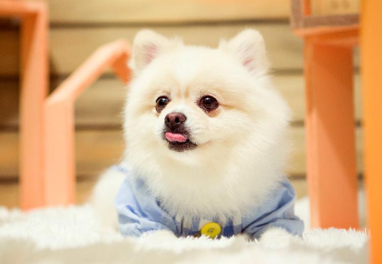 博美犬老了有什么特征,博美犬的特性和特点