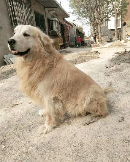 金毛犬防暑,高温橙色预警小狗狗