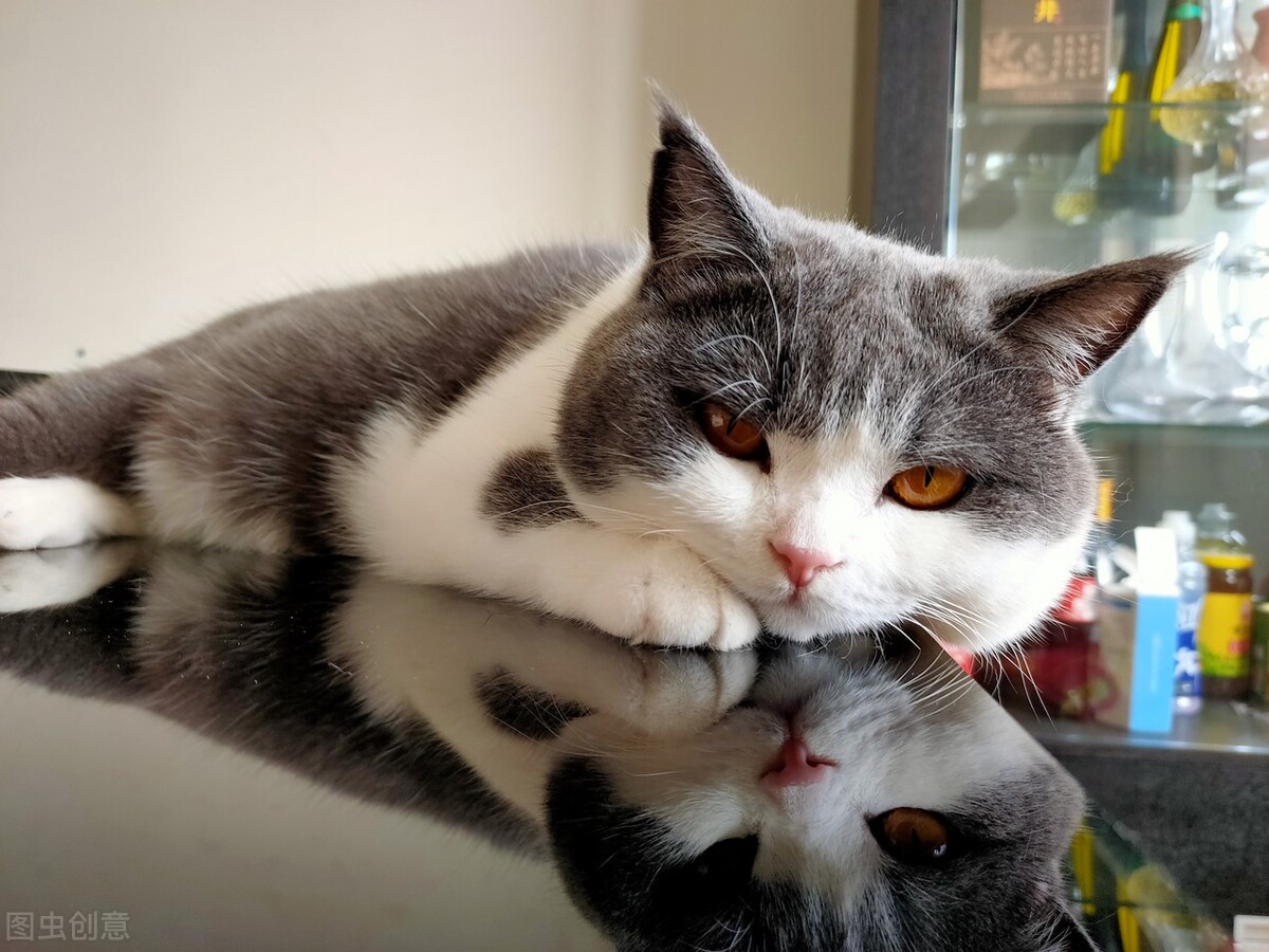 猫咪伤口化脓在家怎么处理,猫咪被咬伤口化脓怎么处理