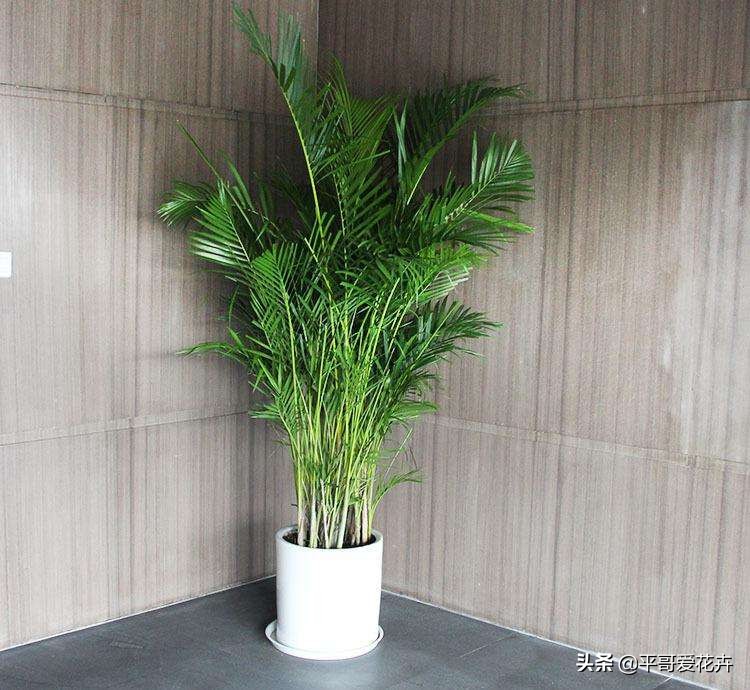 凤尾竹怎么养不出竹竿来,凤尾竹不分株怎么弄