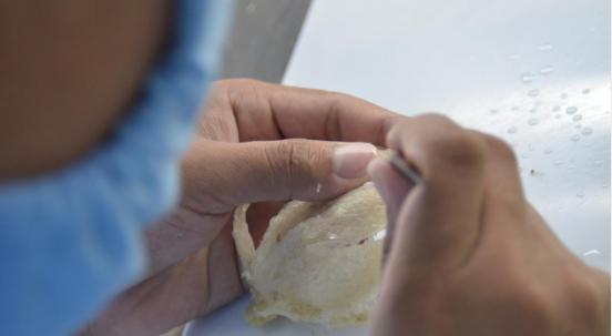 燕窝真假鉴别最简单方法,燕窝鉴别方法怎样辨别优质燕窝