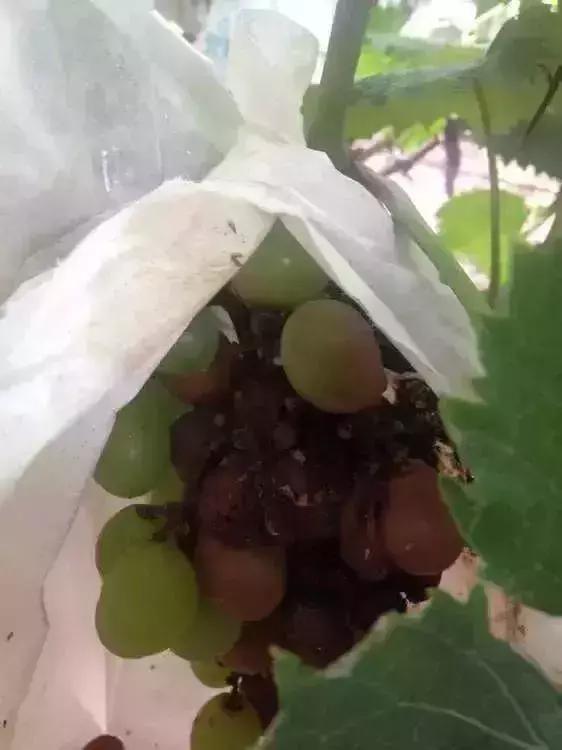 夏黑葡萄各个时间防哪些虫害,葡萄14种常见虫卵图解