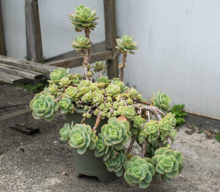 多肉容易养成老桩都有哪些品种,多肉老桩欣赏最新