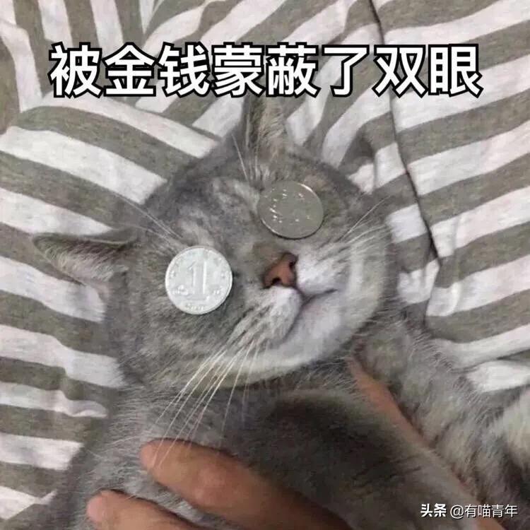 刚毕业的大学生建议养猫吗,没毕业大学生建议养猫吗