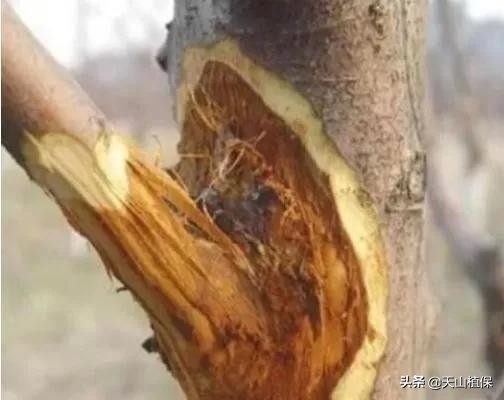 果树腐烂病防治途径论文,防治果树腐烂病的药剂肥料