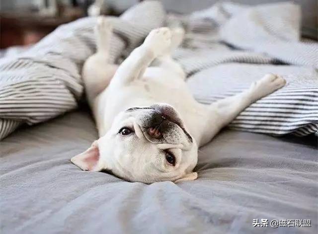 法斗身体臭怎么解决,法斗身上臭烘烘的怎么办