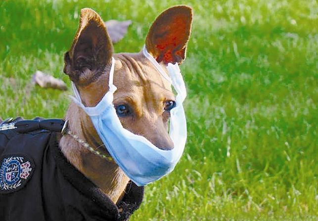 狗狗狂吠怎么办,狗狗狂叫怎么调理