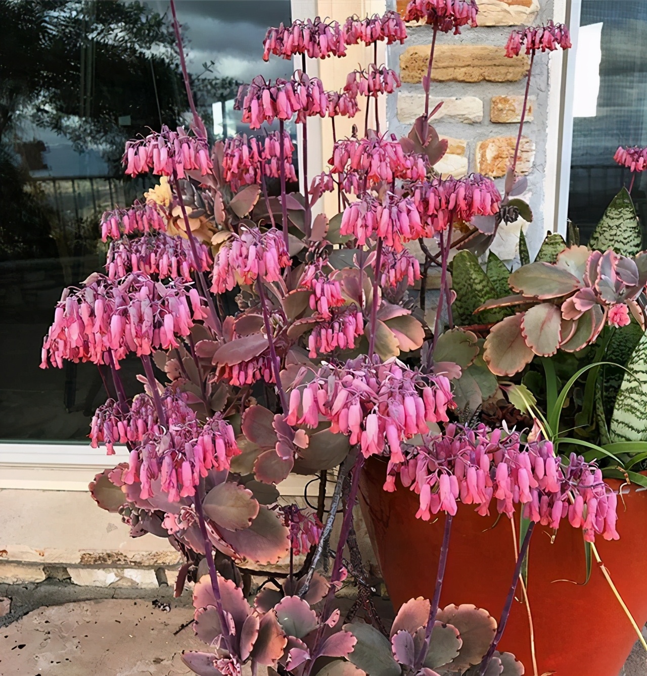 比多肉还好养的树,比多肉好看的绿植