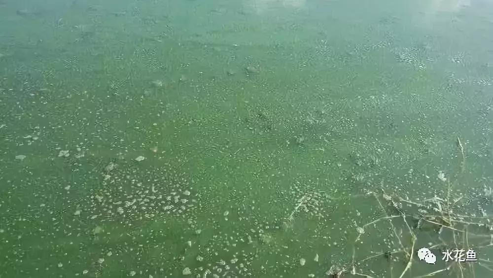 水产养殖水质评价标准,水产养殖水质怎么查看的