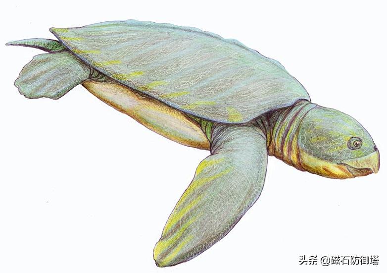 饲养箱爬虫,饲养箱乌龟