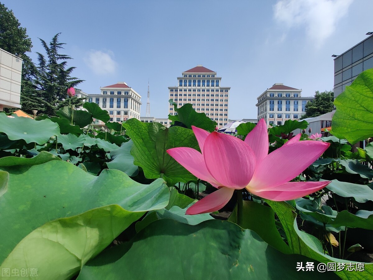 为了985放弃211值得吗,为了专业放弃211选择普通一本