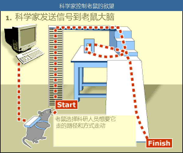 科学家培养老鼠,如何控制老鼠进行实验