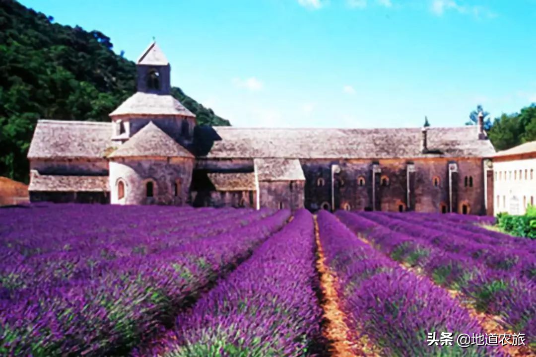 格拉斯小镇如何成为世界香水之都,格拉斯小镇被誉为香水之都的原因