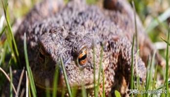 蜜蜂病虫害的防治技术,蜜蜂要怎么防治病虫害视频