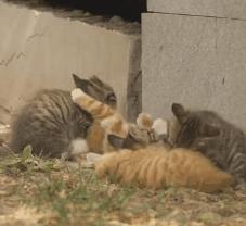 晚会喵、监考喵、楼长喵，被大学生宠爱也太幸福了吧