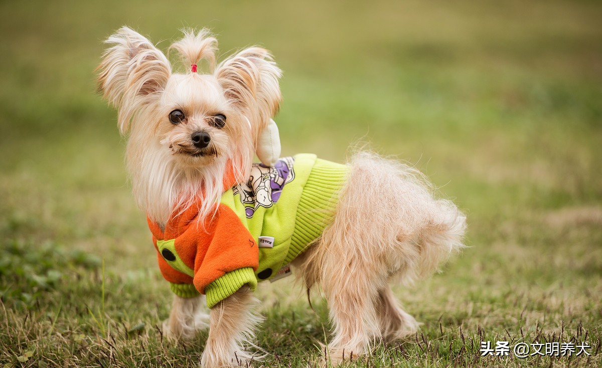 如何预防狗狗一夏天身上不生蜱虫,狗狗有必要预防心丝虫吗
