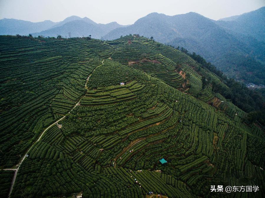 漫漫问茶路,能不忆江南?——久负盛名的“香郁若兰”