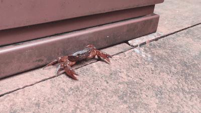 赤水大瀑布 侏罗纪公园 (贵州赤水侏罗纪公园攻略)