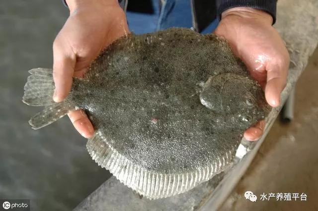 大菱鲆的主要特征,大菱鲆五种常见病图片