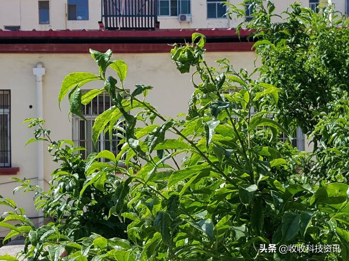 2020三星s6,以前的三星手机s6