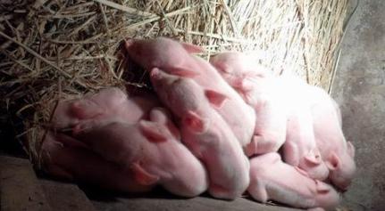 小猪剪牙后消毒用什么,给小猪剪牙注意什么饮食