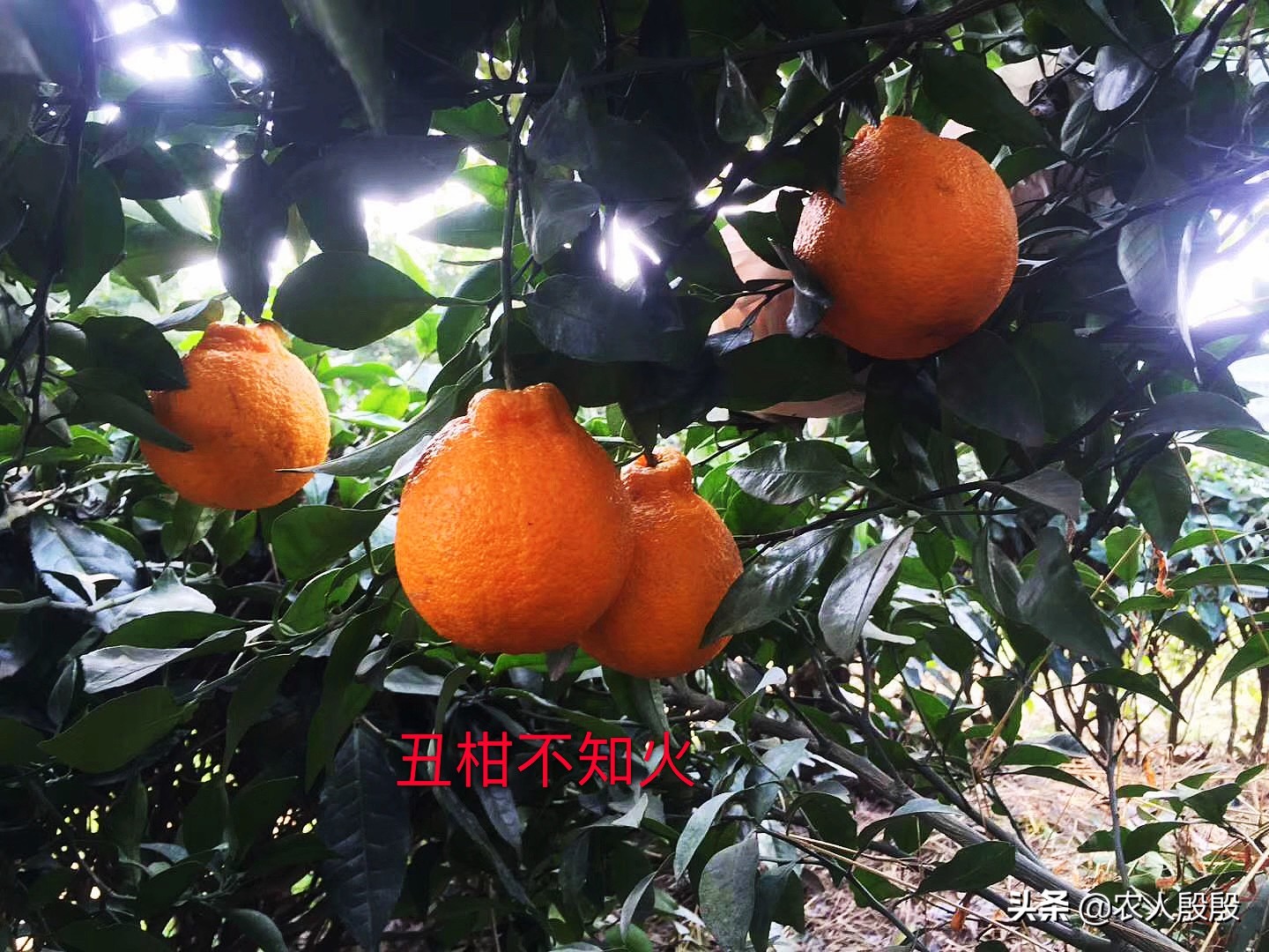 柑橘结完果怎么更新树枝,柑橘树如何留果