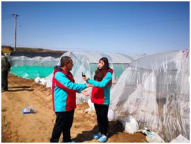 姜苗防病药,姜苗用啥药防治害虫