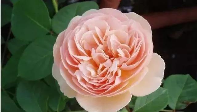 给大家介绍一下玫瑰品种,玫瑰的品种及特点介绍