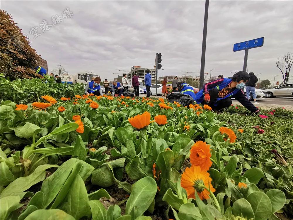 踏春赏花成都这些地方值得去看看,双流踏青赏花