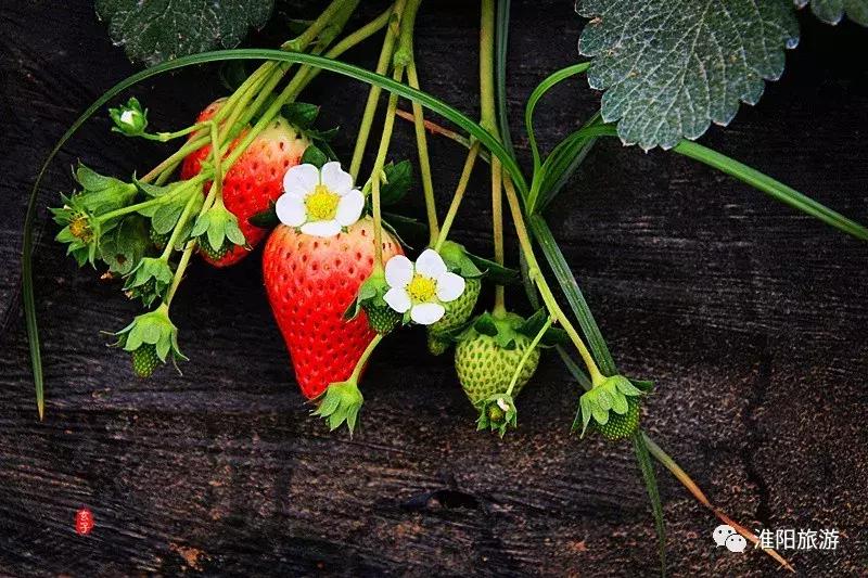 长亭外,古道边……原来淮阳古代的十里长亭竟然在这里
