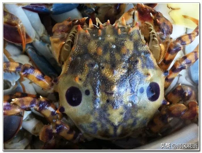 家乡印象海鲜,家乡味道舌尖上的美食