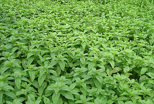 种植草一亩能赚多少钱,农田种植什么草好赚钱呢
