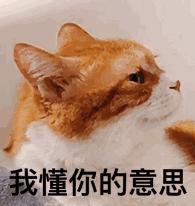 畅享一夏萌宠洗护,畅享宠物